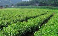茶树的种植技术茶树怎样合理用药？