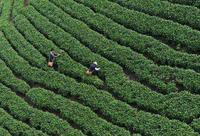 茶尺蠖对秋季茶树的危害有多严重？秋季怎样才能预防茶蚜？