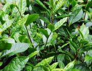 茶树怎么种植一般茶树的存活率有多高？