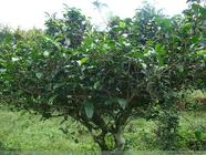 茶树按树形分为那几类详解每种树型的特征