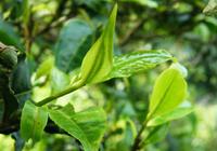常见的茶树与它常见的病虫害