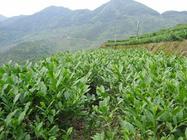 铁观音茶树的种植铁观音茶树适应什么条件种植呢？