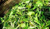 河西园茶采摘工艺河西园茶是怎样加工制作的？