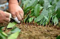 怎样提高茶苗扦插成活率扦插之后怎样育植？