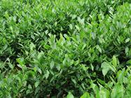 山东适合种什么茶树山东气候适宜种植大红袍茶树吗?