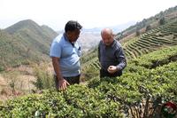 怎么提高茶品质茶产量提高茶品质茶产量的方法