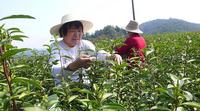 茶叶有哪些病虫害?茶叶若遇到病虫害农药防治需及时