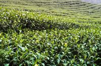 无公害茶叶怎么施肥?详解无公害茶叶施肥技术