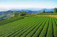 茶树能活多少年中国最古老的茶树特点介绍