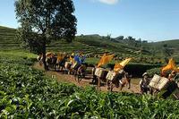 中国茶产业市场分析：草根茶商的时代救赎