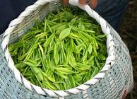 名茶的采摘和鲜叶处理技术