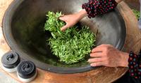手工炒茶工艺名茶的采摘和鲜叶处理技术