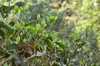 古茶树的采摘与养护措施