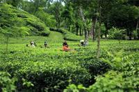 印度茶业借助AI技术提升其茶叶品质