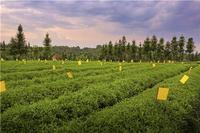 2018湖南茶叶“千亿产业十强县(市、区)”之新化：人人种茶的产茶宝地再次重铸辉煌
