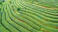 着力打造普洱茶系列品牌普洱市整合26座古茶山资源