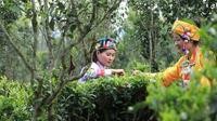 中国茶文化史诗电影《茶战》开拍在即