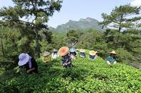 英媒：高档茶热销改变武夷茶农命运，年收入接近800万元