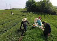 思南生态茶：绿满山野，香飘山外