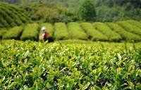 中国茶产业发展成就系列报道：品牌之路，在跋涉中前进