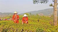 大益时代：核心技术领跑中国茶产业发展