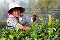 祖祥高山茶园：有机普洱茶，海外受热捧