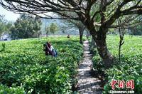 2018云南明前茶量价齐增，高优生态茶价增幅超30%