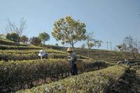云南山头茶全面开采摘，老班章古树春茶高达1.2万元/公斤