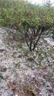 春茶播报丨勐海、景迈茶山遭遇冰雹袭击芽头被打掉，小树茶受损惨重