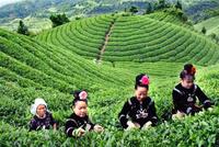 首批254吨贵州茶出口非洲