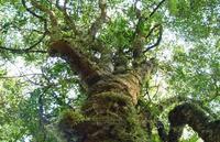 尴尬的“古茶树”概念：200年古树是我70岁的爷爷种下的