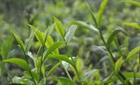 2017全国春茶普遍涨价，专家称炒作茶叶涨价的可能性很小