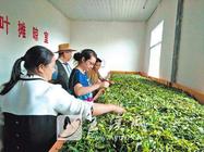 云南哀牢山茶产业的春天在哪里？