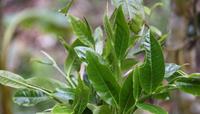 在古茶园中种植接班茶树的构想：培植新茶树，拯救古茶园