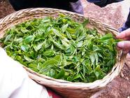 茶叶大数据：2016临沧茶产业综合产值预计突破亿元