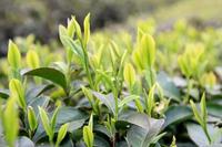 解读《农业部关于抓住机遇做强茶产业的意见》