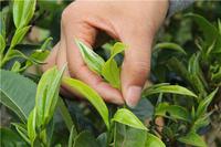 云南勐库“十三五”将实现茶产值逾3亿元