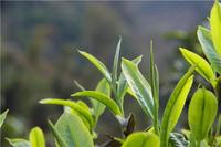 中国茶叶品牌需根治五种“病”