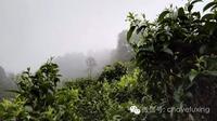 关于保护云南古茶树资源「几点不成熟的小建议」