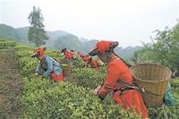 镇沅春茶开采，毛茶价格200—2000元之间/公斤