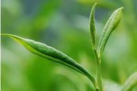 专家评说：我国茶产业发展现状如何？
