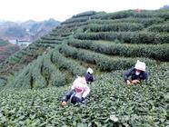 2016春茶上市产销价格预判：中国茶叶价格小幅度上升