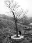 辽宁葫芦岛发现3棵几百年茶树，当地村民收集树叶泡水喝