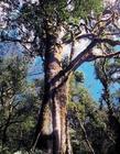 千家寨1号古茶树世界上最大野生古茶树