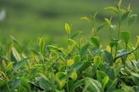 中国古代茶事隋唐五代茶业的兴起