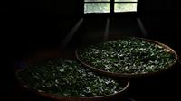 传承古法制茶传播传统文化