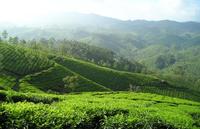 神农与茶的奇缘以茶解毒的传说