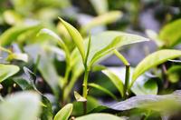 茶之起源茶树和茶叶
