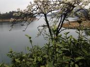千岛湖茶叶生态环境介绍