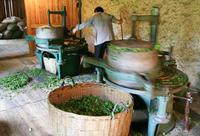 武夷山正山小种红茶的初制工艺